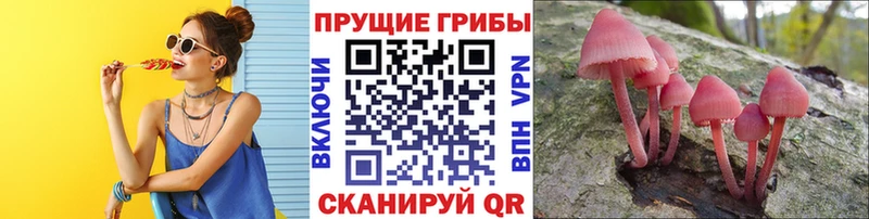 закладка kraken маркетплейс Псилоцибиновые грибы прущие грибы Кириллов
